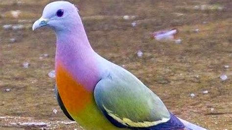 7 Razas De Palomas Más Increíbles Del Mundo .